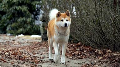 Hachiko Chú Chó Trung Thành