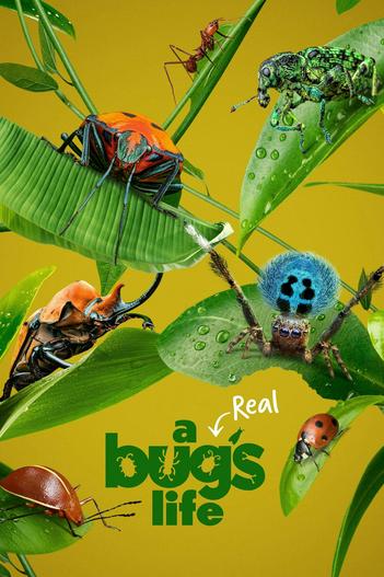 2024 - Phim Bộ《A Real Bug's Life》- Xem phim HD Online